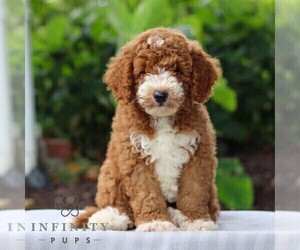 Goldendoodle (Miniature) Puppy for sale in LITITZ, PA, USA