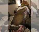 Small Photo #25 Basset Hound Puppy For Sale in BYHALIA, MS, USA