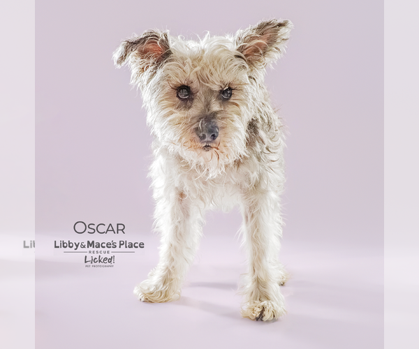 Medium Photo #4 Mutt Puppy For Sale in Mount Pleasant, SC, USA