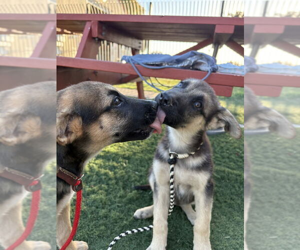 Medium Photo #4 German Shepherd Dog-Unknown Mix Puppy For Sale in West Sacramento, CA, USA