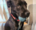 Small #4 American Pit Bull Terrier-Labrador Retriever Mix