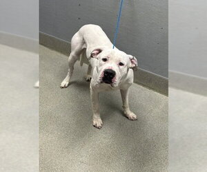 Mutt Dogs for adoption in Las Vegas, NV, USA