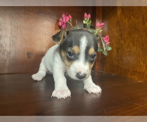 Rat Terrier Puppy for sale in WHITAKERS, NC, USA