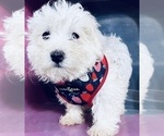 Small Photo #9 Maltipoo Puppy For Sale in DURHAM, CT, USA