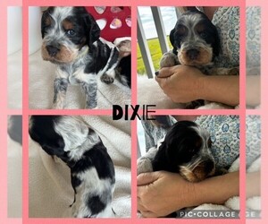 English Springer Spaniel Puppy for sale in EDISTO ISLAND, SC, USA