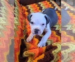 Small Photo #2 American Bully Puppy For Sale in SHINGLE SPRINGS, CA, USA