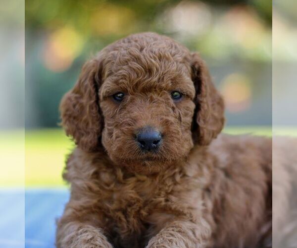 Medium Photo #5 Goldendoodle Puppy For Sale in EAST EARL, PA, USA