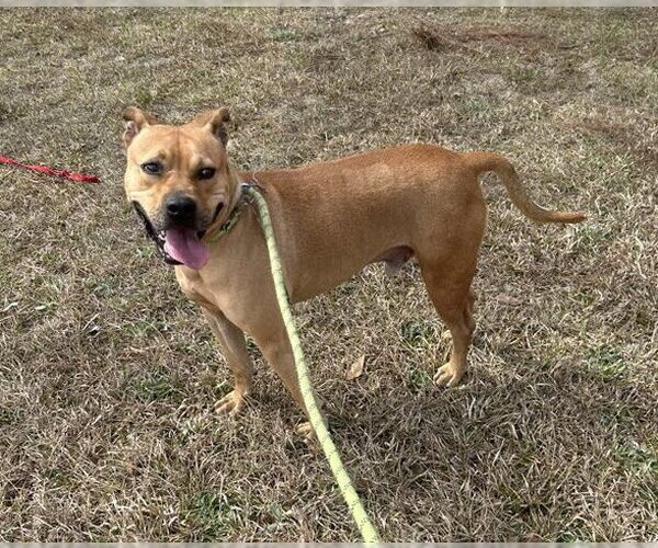 Medium Photo #3 Black Mouth Cur-Bulldog Mix Puppy For Sale in Tarrytown, GA, USA