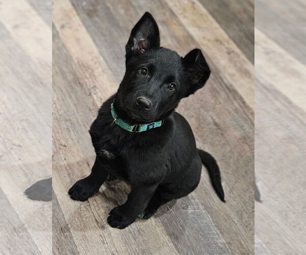 Medium Photo #2 German Shepherd Dog-Unknown Mix Puppy For Sale in Woodbury, NY, USA