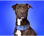 Small #1 American Staffordshire Terrier