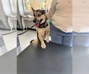 German Shepherd Dog-Unknown Mix Dogs for adoption in Plano, TX, USA