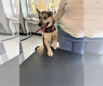 Small German Shepherd Dog Mix