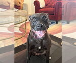 Small #3 Labrador Retriever Mix