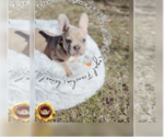 Small Photo #1 French Bulldog Puppy For Sale in ATHENS, GA, USA