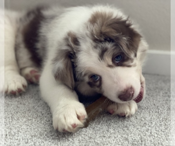 Medium Photo #5 Border Collie Puppy For Sale in EVERETT, WA, USA