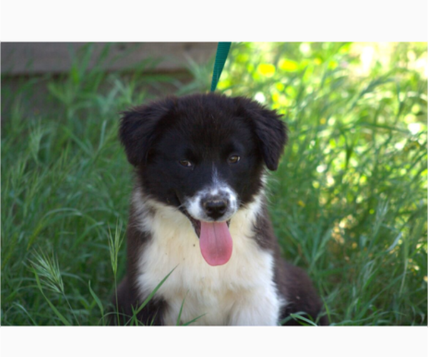 Medium Photo #1 Australian Shepherd Puppy For Sale in ACTON, CA, USA