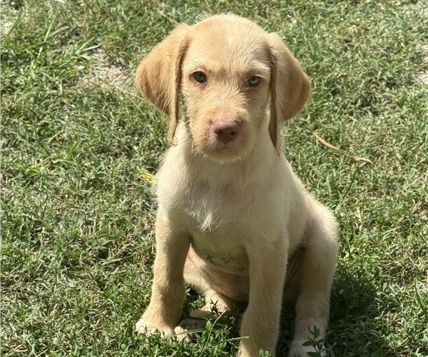 Medium Photo #1 Goldador Doodle Puppy For Sale in HAMPSTEAD, NC, USA