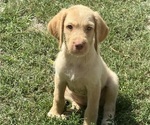Puppy Nala Goldador Doodle