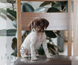 Medium German Shorthaired Pointer