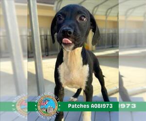 Labrador Retriever Dogs for adoption in Mobile, AL, USA