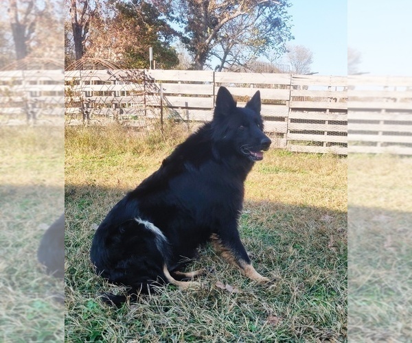 Medium Photo #1 German Shepherd Dog Puppy For Sale in COUCH, MO, USA