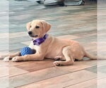 Small #1 Labrador Retriever Mix