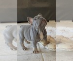 Small #3 French Bulldog