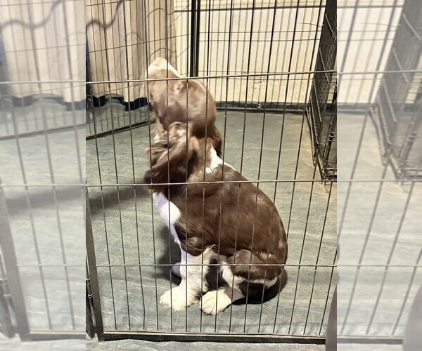 Medium Photo #1 English Springer Spaniel Puppy For Sale in TUALATIN, OR, USA