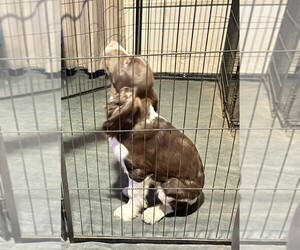 Medium English Springer Spaniel