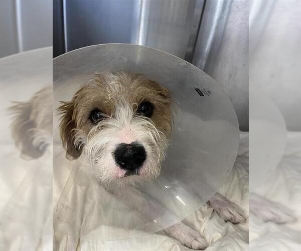 Medium Photo #2 Poodle (Standard)-Unknown Mix Puppy For Sale in San Antonio, TX, USA