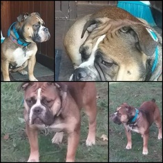 Mother of the Olde English Bulldogge puppies born on 10/24/2018
