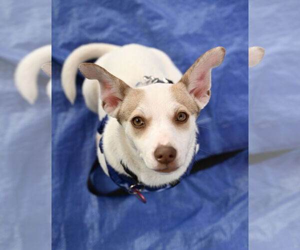 Medium Photo #7 Chiweenie Puppy For Sale in Wakefield, RI, USA