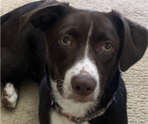 Border Collie-Mutt Mix Dogs for adoption in COEUR D ALENE, ID, USA