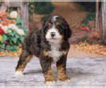 Kendrick - Male Bernedoodle (Miniature) Puppy for Sale - Photo #4