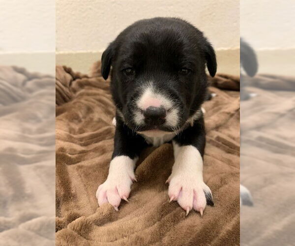 Medium Photo #1 Australian Shepherd Puppy For Sale in Fremont, CA, USA