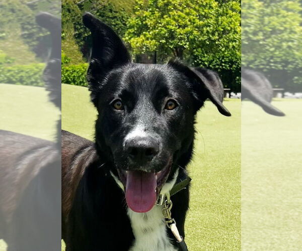 Medium Photo #2 Catahoula Leopard Dog-Labrador Retriever Mix Puppy For Sale in West Hollywood, CA, USA