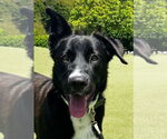 Small #1 Catahoula Leopard Dog-Labrador Retriever Mix