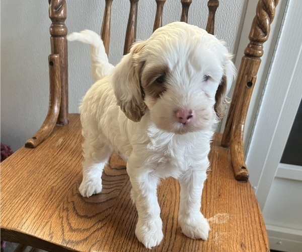 Medium Photo #1 Cavapoo Puppy For Sale in KALONA, IA, USA