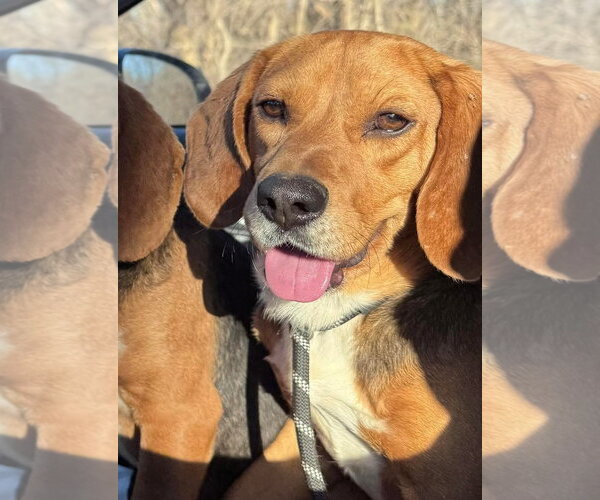 Medium Photo #2 Beagle Puppy For Sale in Dunnellon, FL, USA