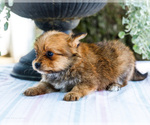 Small Photo #6 Yoranian Puppy For Sale in WAKARUSA, IN, USA