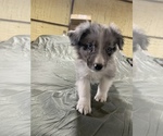 Small Photo #4 Australian Shepherd Puppy For Sale in MCALESTER, OK, USA