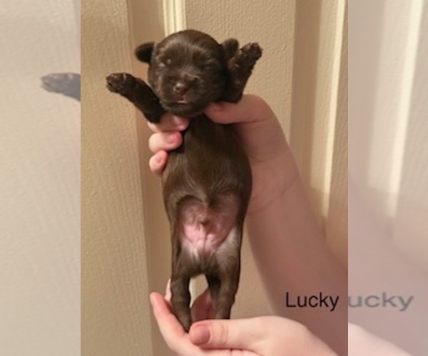 Medium Photo #1 Shorkie Tzu Puppy For Sale in SCOTTSDALE, AZ, USA
