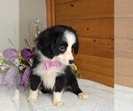 Small #5 Miniature Australian Shepherd