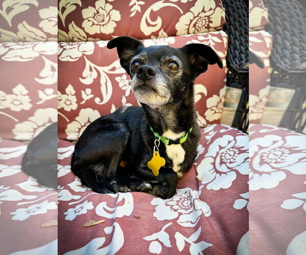 Medium Photo #7 Chihuahua Puppy For Sale in Sandy, UT, USA