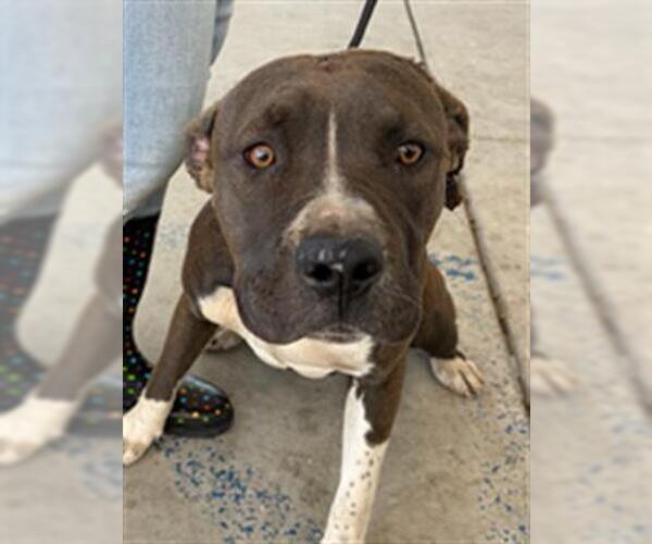 Medium Photo #1 Mutt Puppy For Sale in Bakersfield, CA, USA