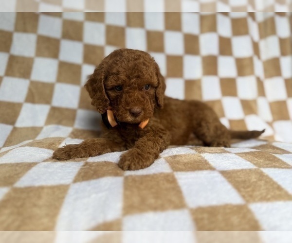 Medium Photo #8 Cockapoo (Miniature) Puppy For Sale in LAKELAND, FL, USA
