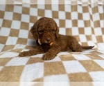 Small #7 Cockapoo (Miniature)