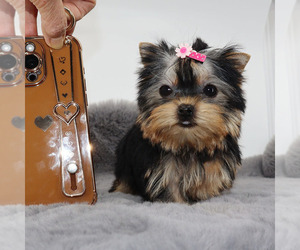 Yorkshire Terrier Puppy for sale in LOS ANGELES, CA, USA