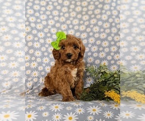 Cavapoo Puppy for sale in QUARRYVILLE, PA, USA