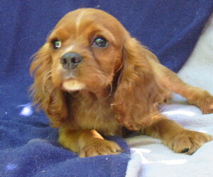 Cavalier King Charles Spaniel Puppy for sale in FOLSOM, CA, USA